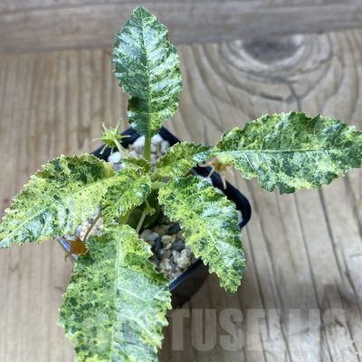 SH3081 Dorstenia hybrid f. variegata