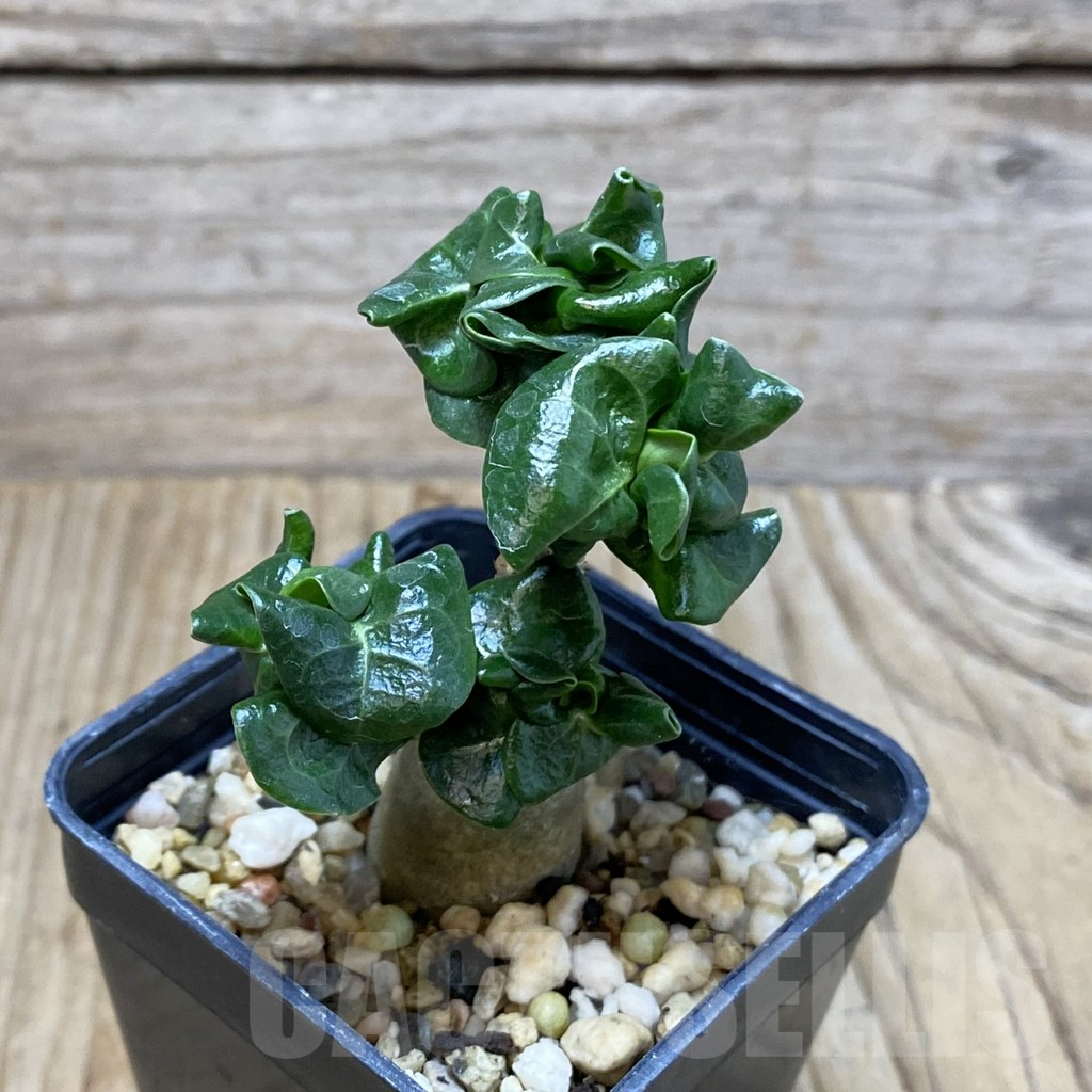 SH3084 Adenium mini - Image 2