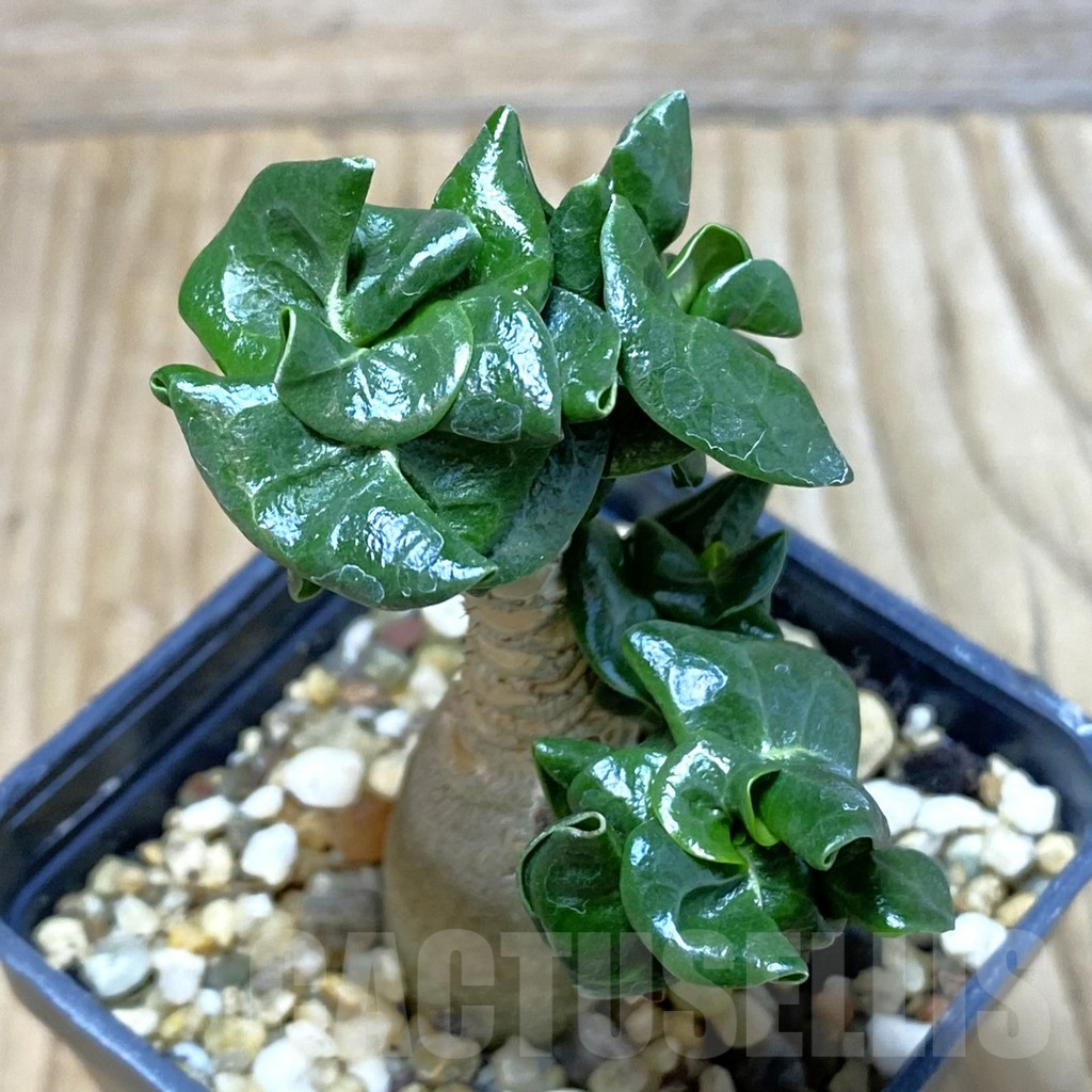 SH3084 Adenium mini