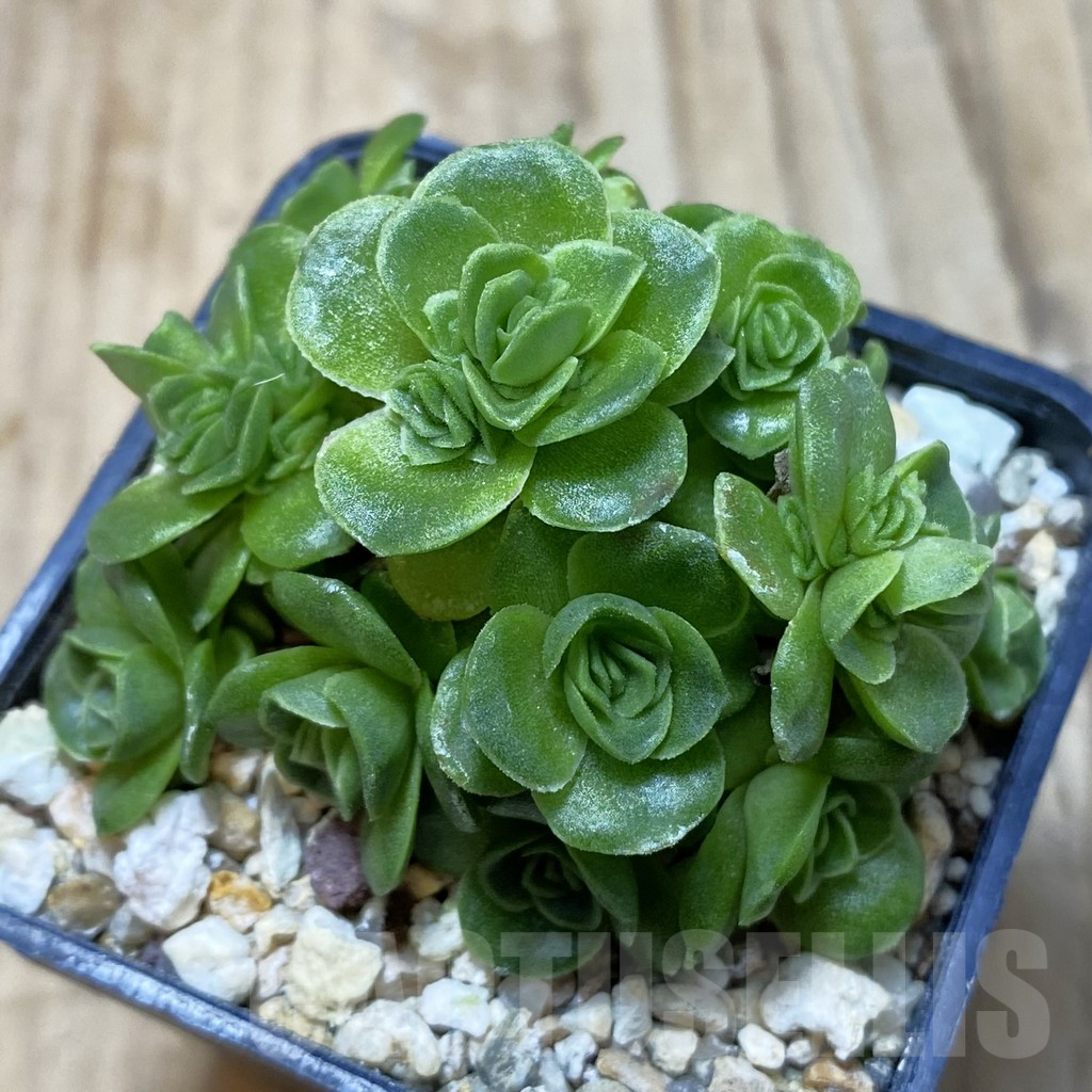 SH3090 Greenovia sp.