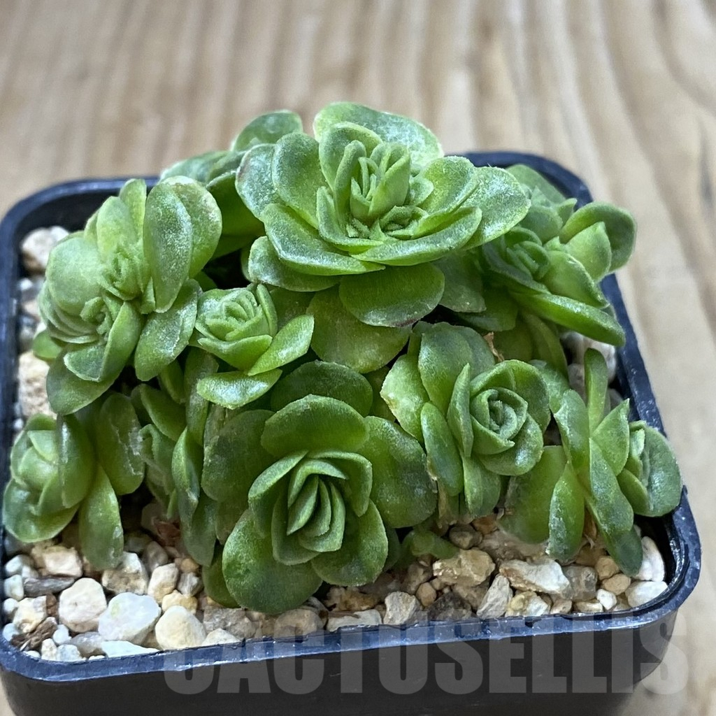 SH3090 Greenovia sp. - Image 2
