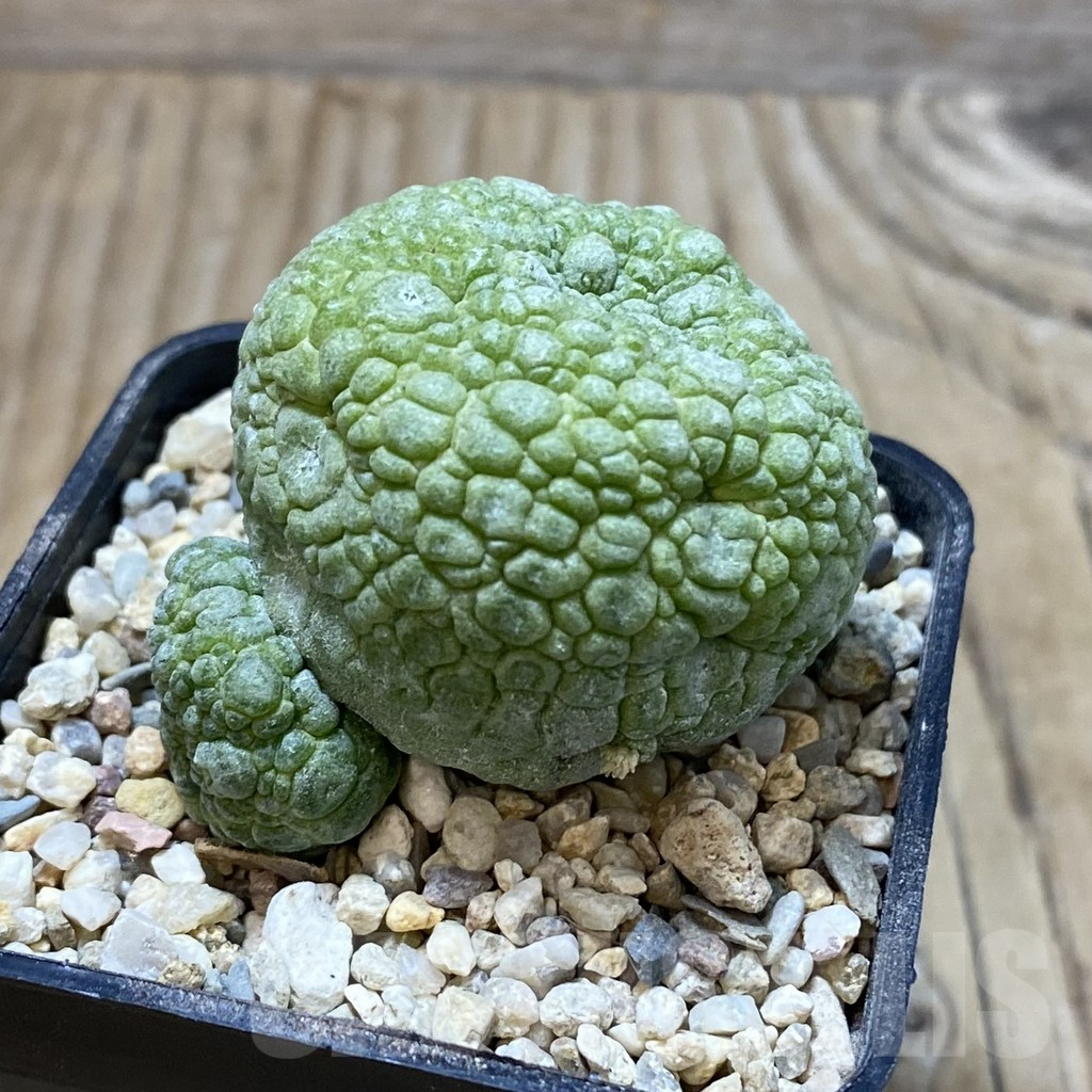 SH3091 Pseudolithos migiurtinus - Image 2