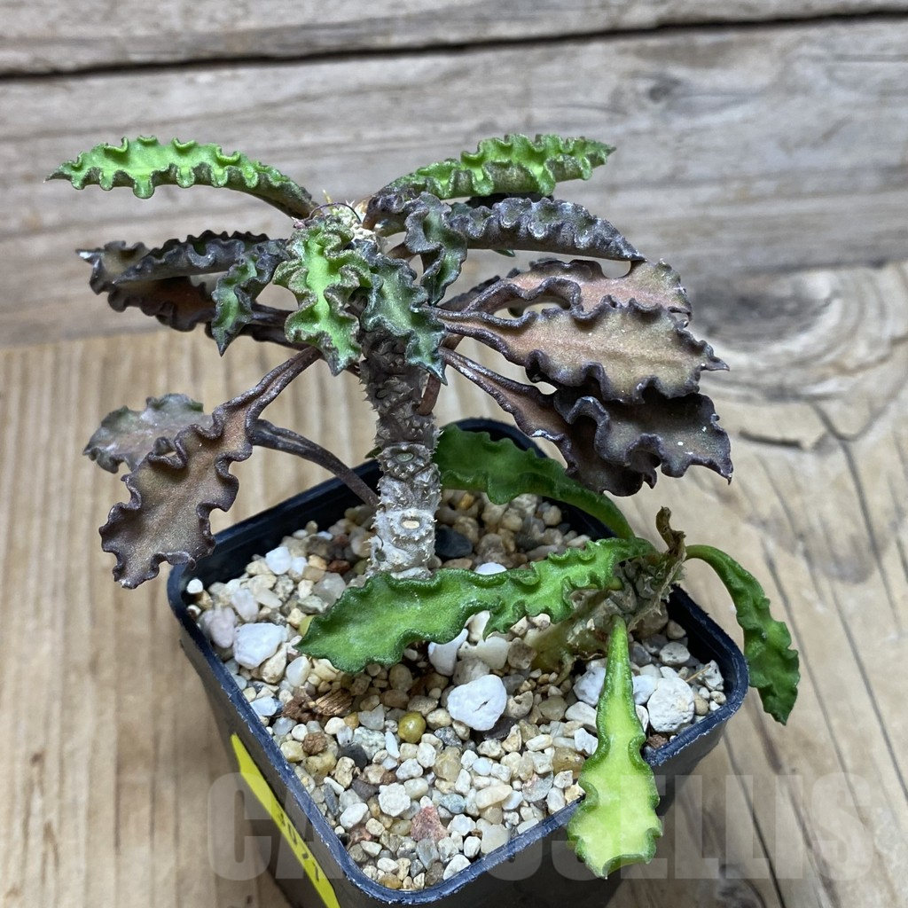 SH3071 Euphorbia decaryi v. spirosticha - Image 2