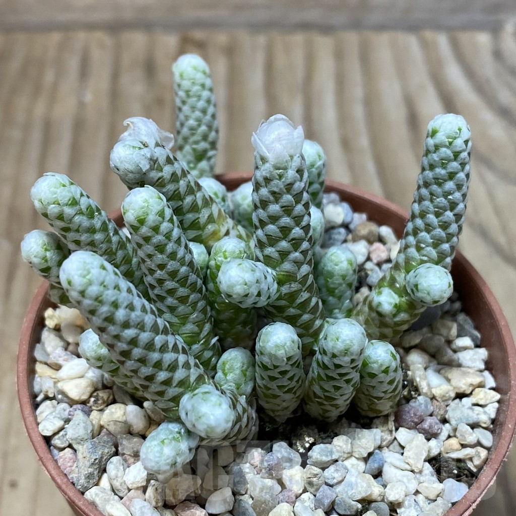 SH3095 Avonia papyracea