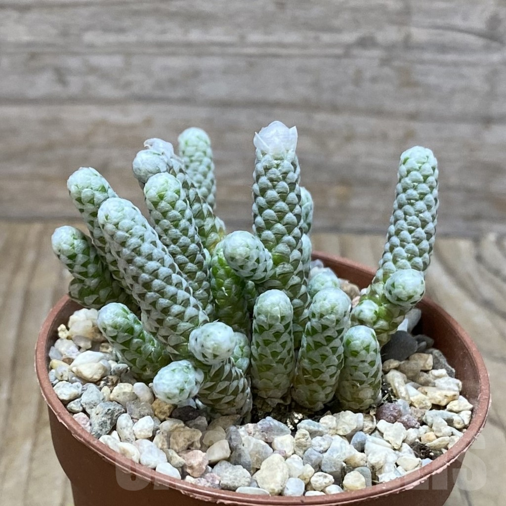 SH3095 Avonia papyracea - Image 2