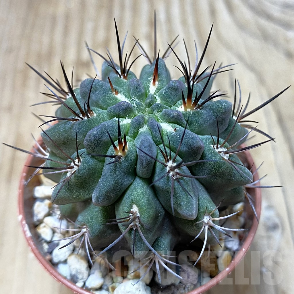 SH3096 Neochilenia paucicostata