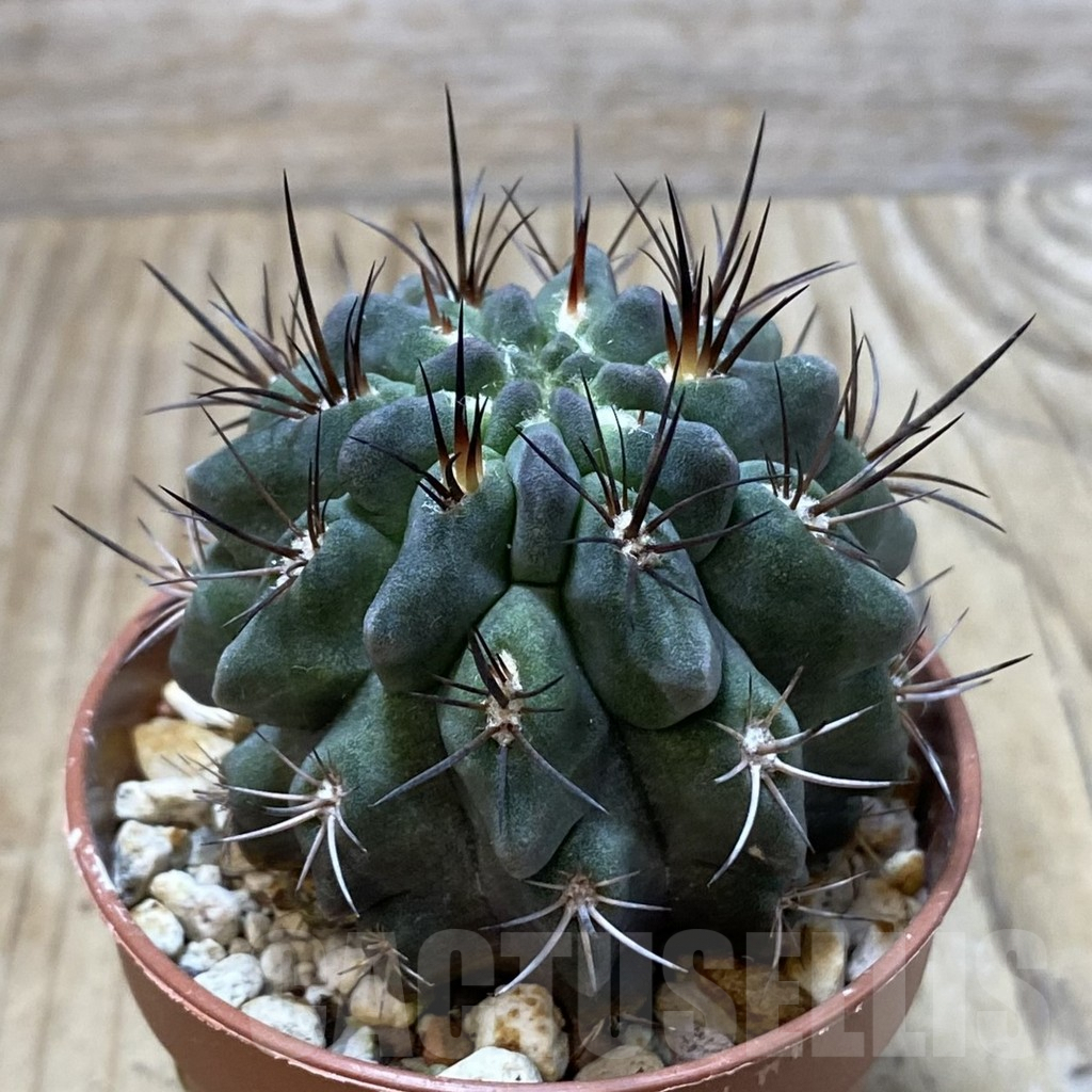 SH3096 Neochilenia paucicostata - Image 2