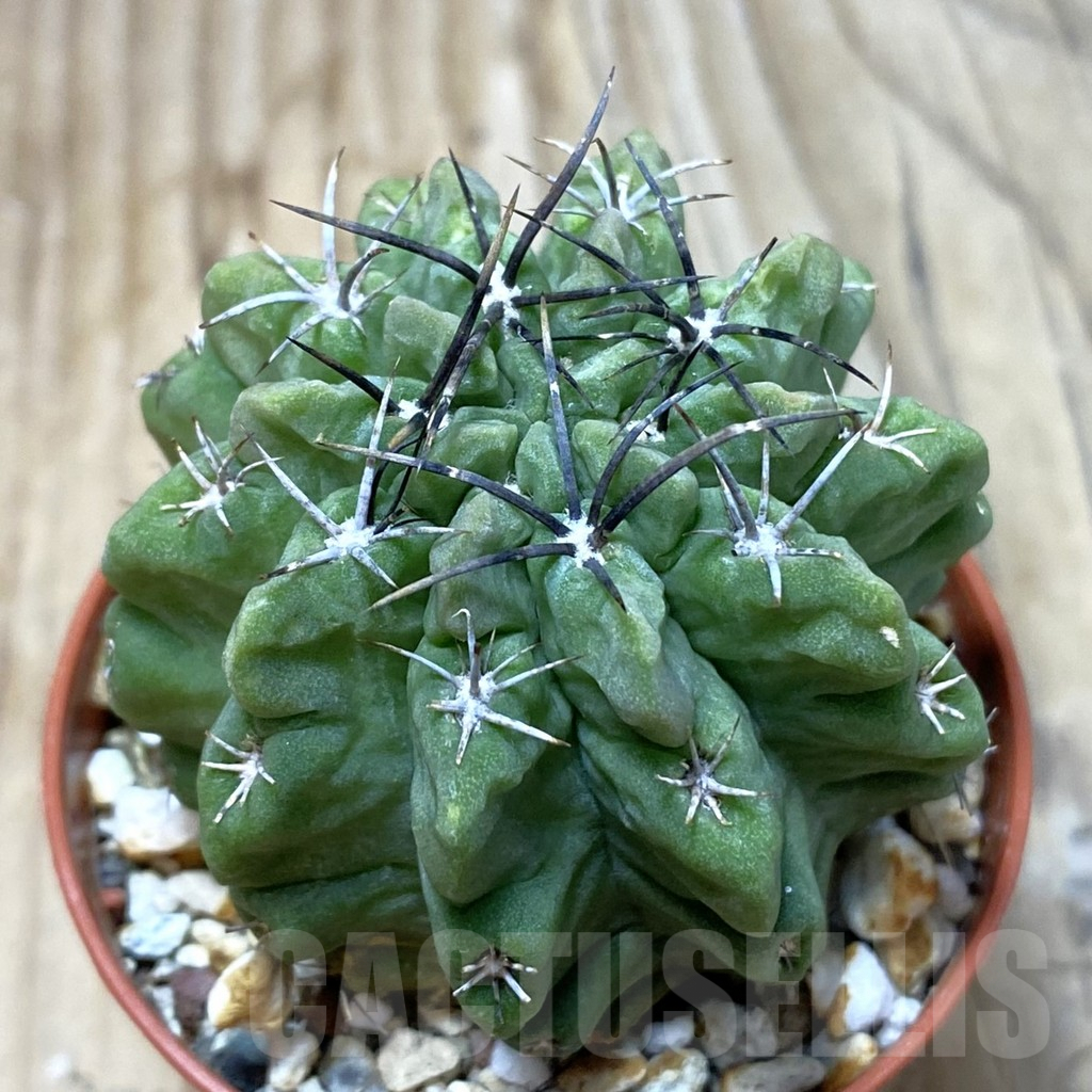SH3097 Neochilenia paucicostata v. viridis