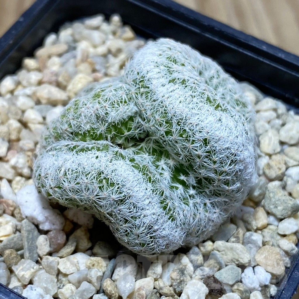 SH3101 Mammillaria humboldtii f. cristata