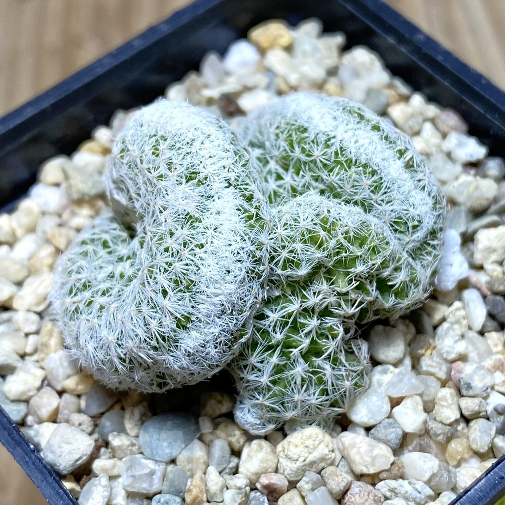 SH3101 Mammillaria humboldtii f. cristata - Image 2