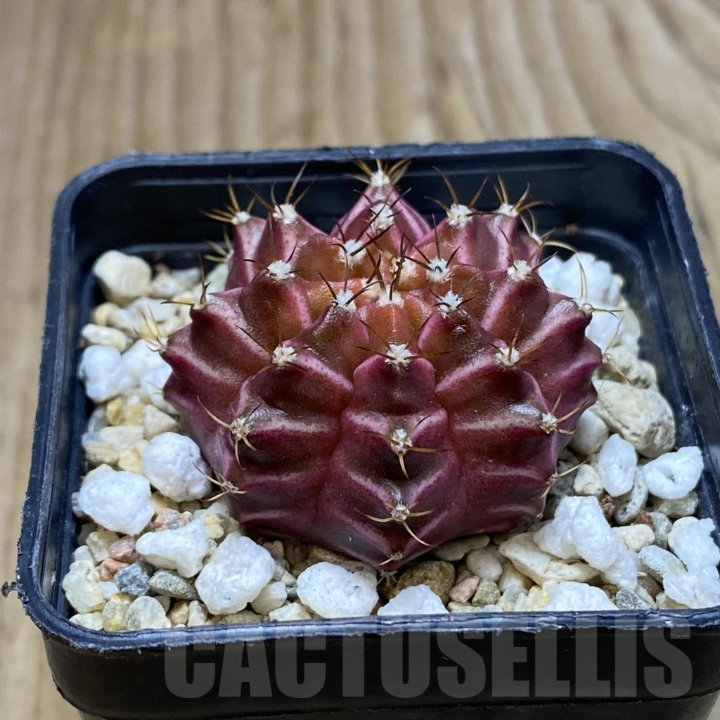 SH3503 Gymnocalycium mihanovichii ‘Neon’ hybrid - Image 2