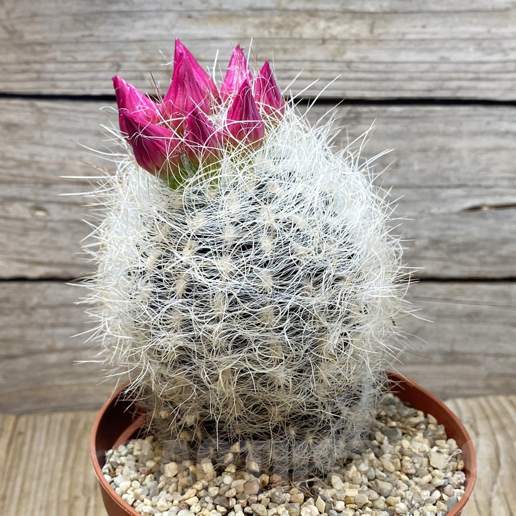 SH3452 Neoporteria senilis - Image 2
