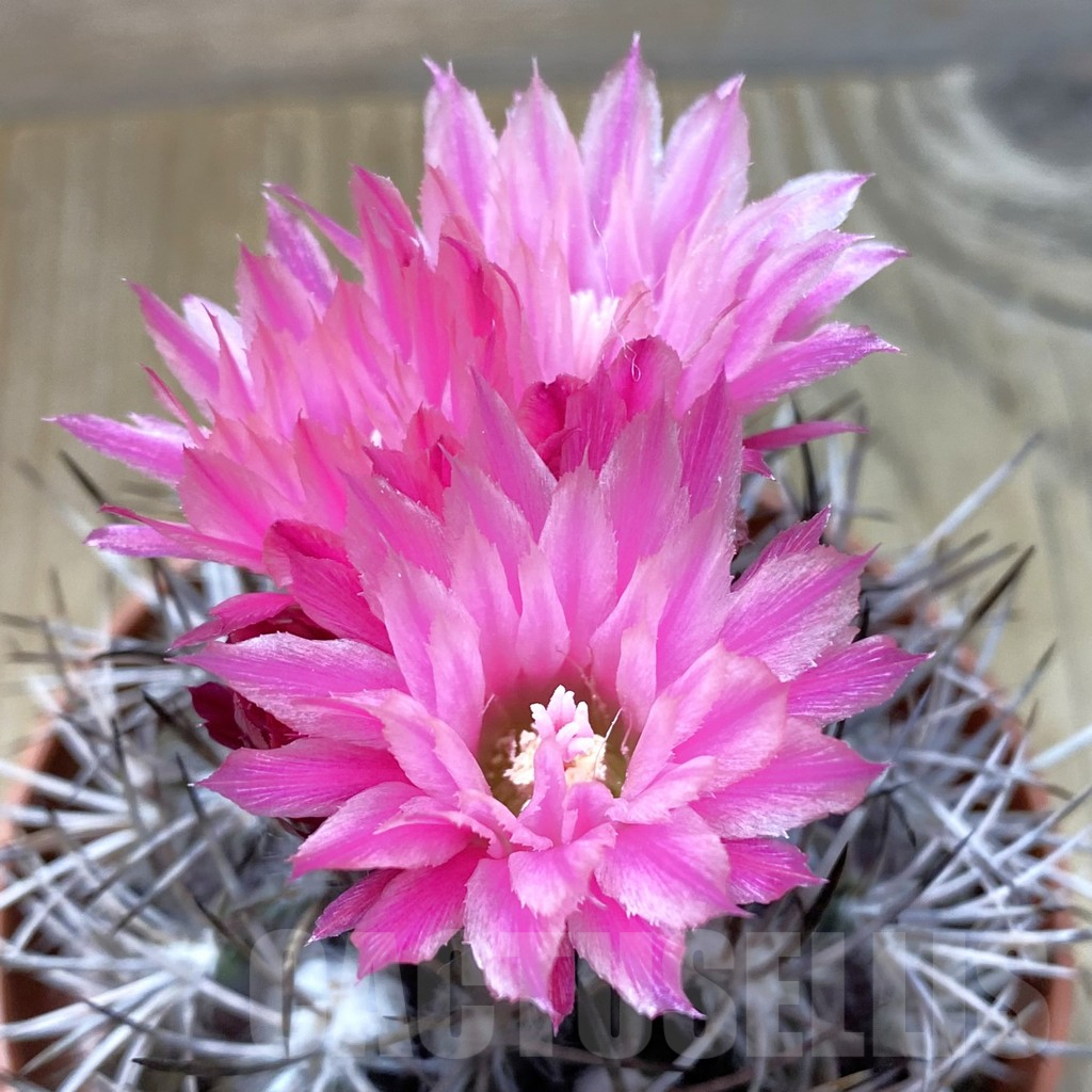 SH3453 Pyrrhocactus floccosus
