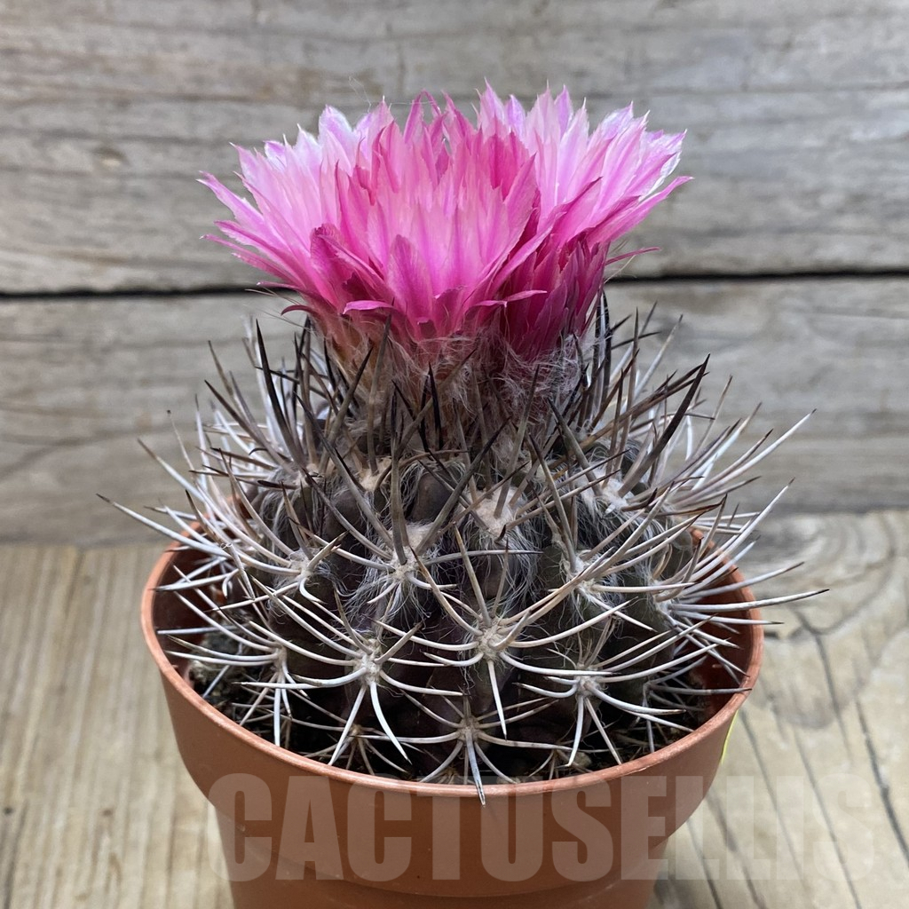 SH3453 Pyrrhocactus floccosus - Image 2