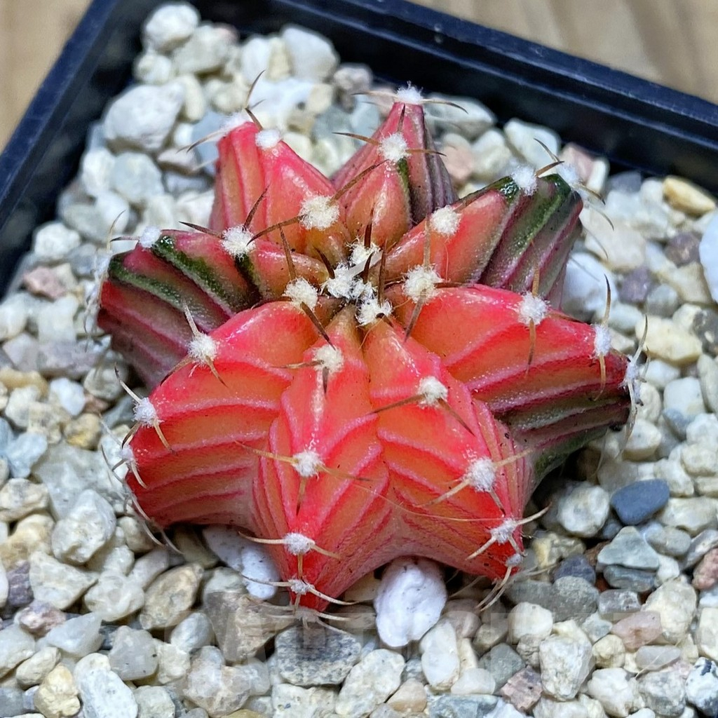 SH3557 Gymnocalycium friedrichii f. variegata, seedling