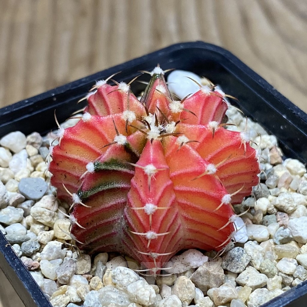 SH3557 Gymnocalycium friedrichii f. variegata, seedling - Image 2