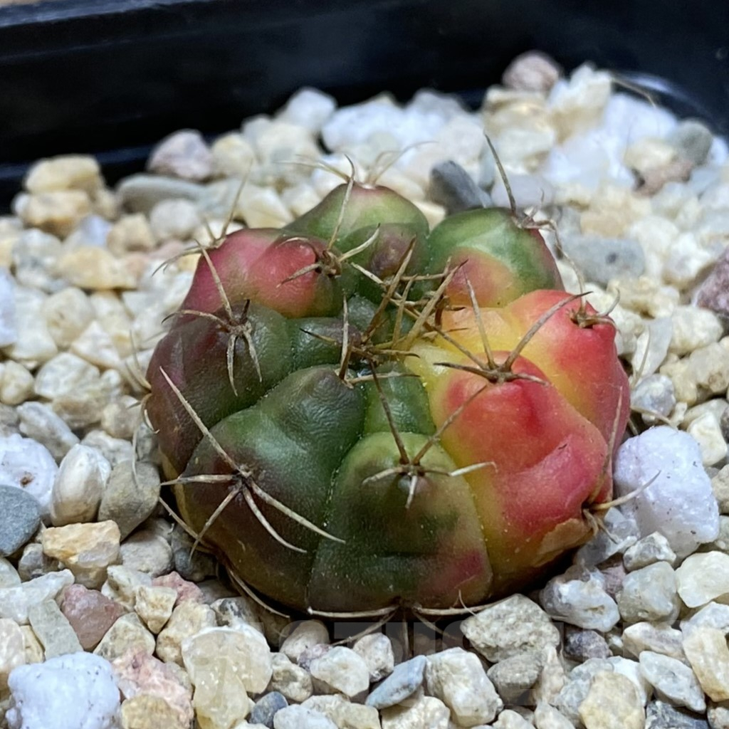 SH3562 Gymnocalycium damsii f. variegata - Image 2