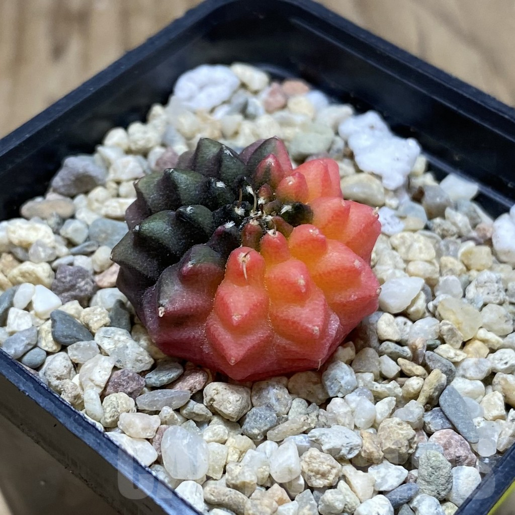 SH3564 Gymnocalycium mihanovichii ‘inermis’ f. variegata, seedling - Image 2