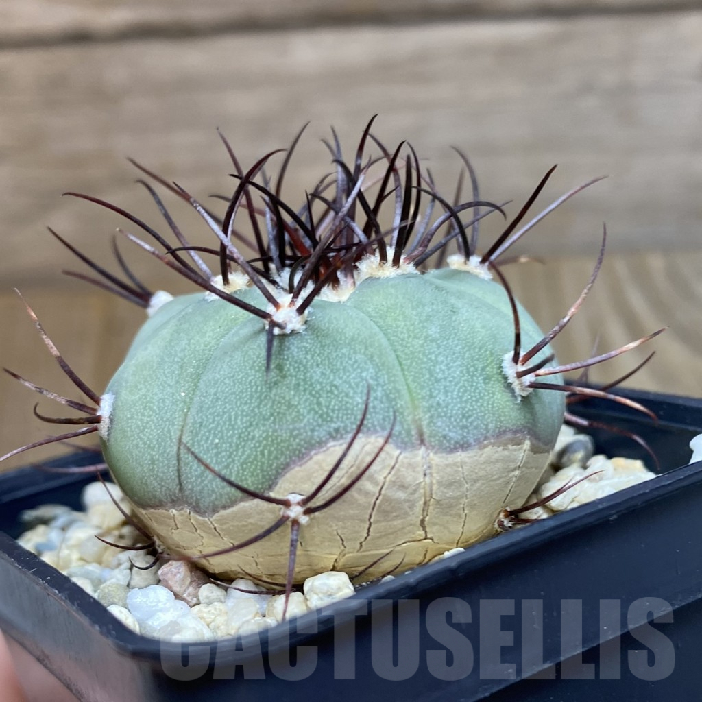 SH3567 Gymnocalycium cabreraense VOS 2122 - Image 2