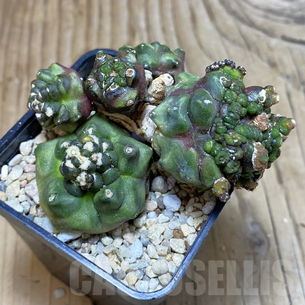 SH3569 Gymnocalycium mihanovichii ‘Transformer’ - Image 2
