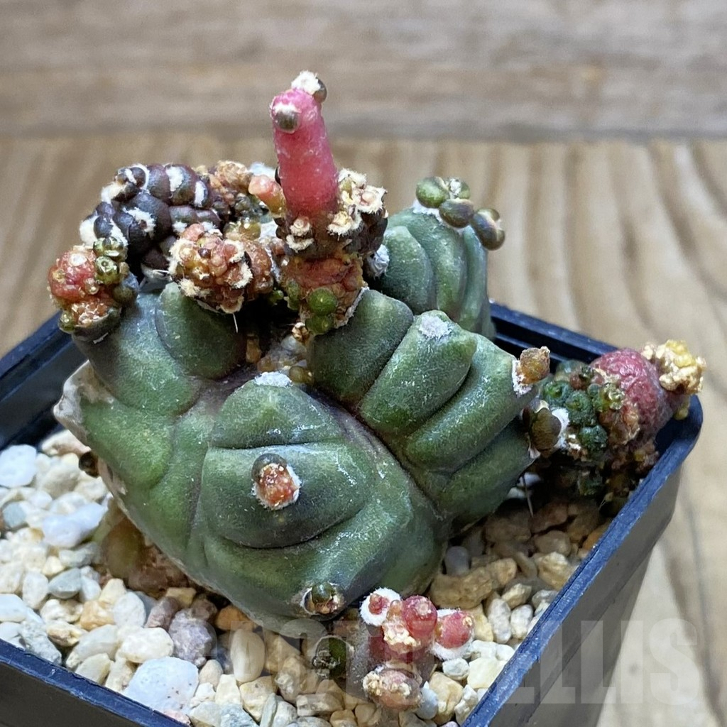 SH3570 Gymnocalycium mihanovichii ‘Transformer’ - Image 2