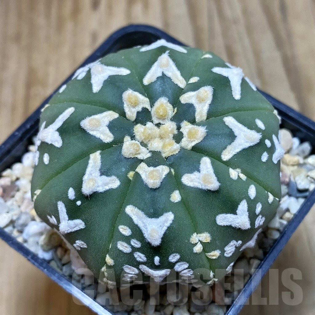 SH3571 Astrophytum asterias ‘Super Kabuto’ V-type f. nudum