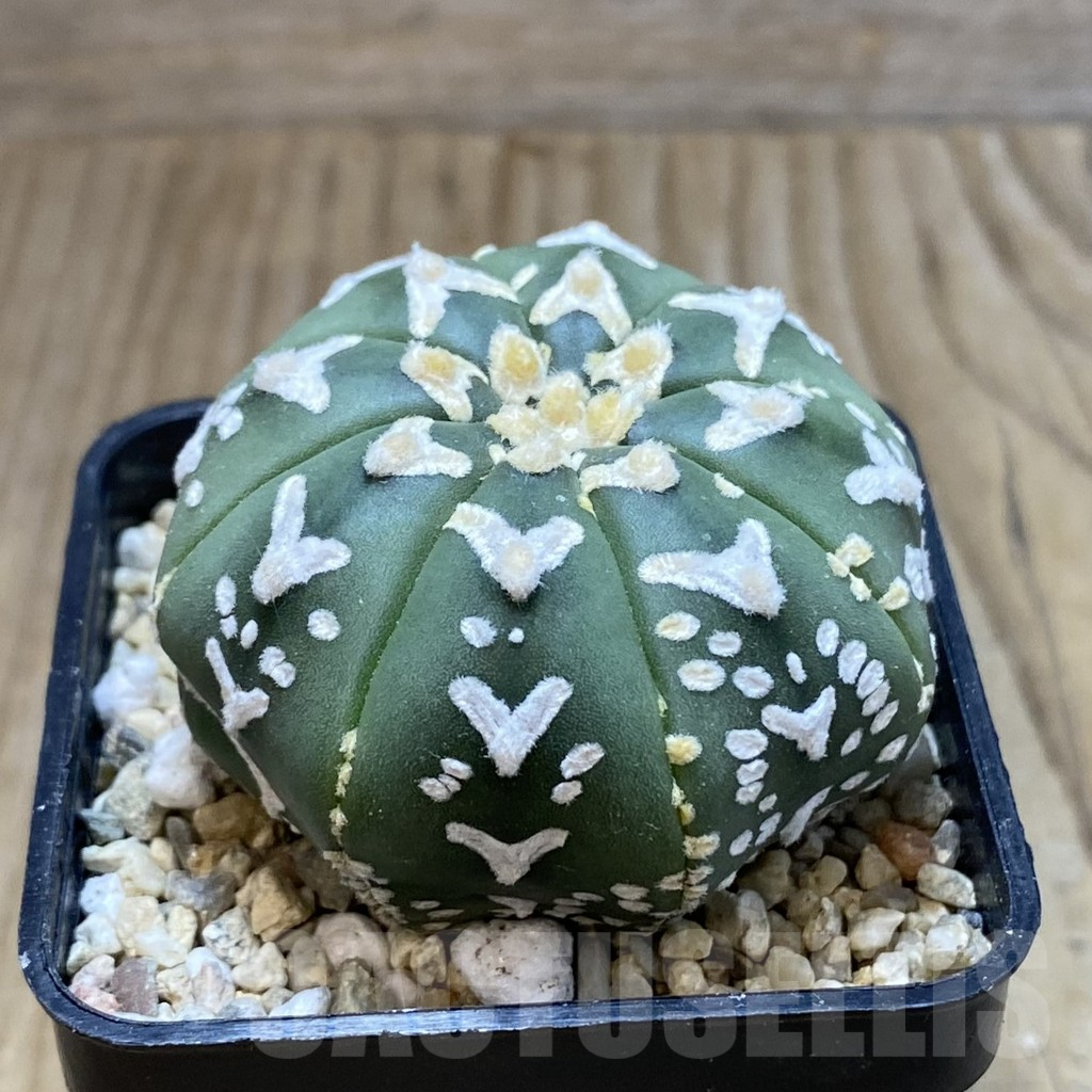 SH3571 Astrophytum asterias ‘Super Kabuto’ V-type f. nudum - Image 2