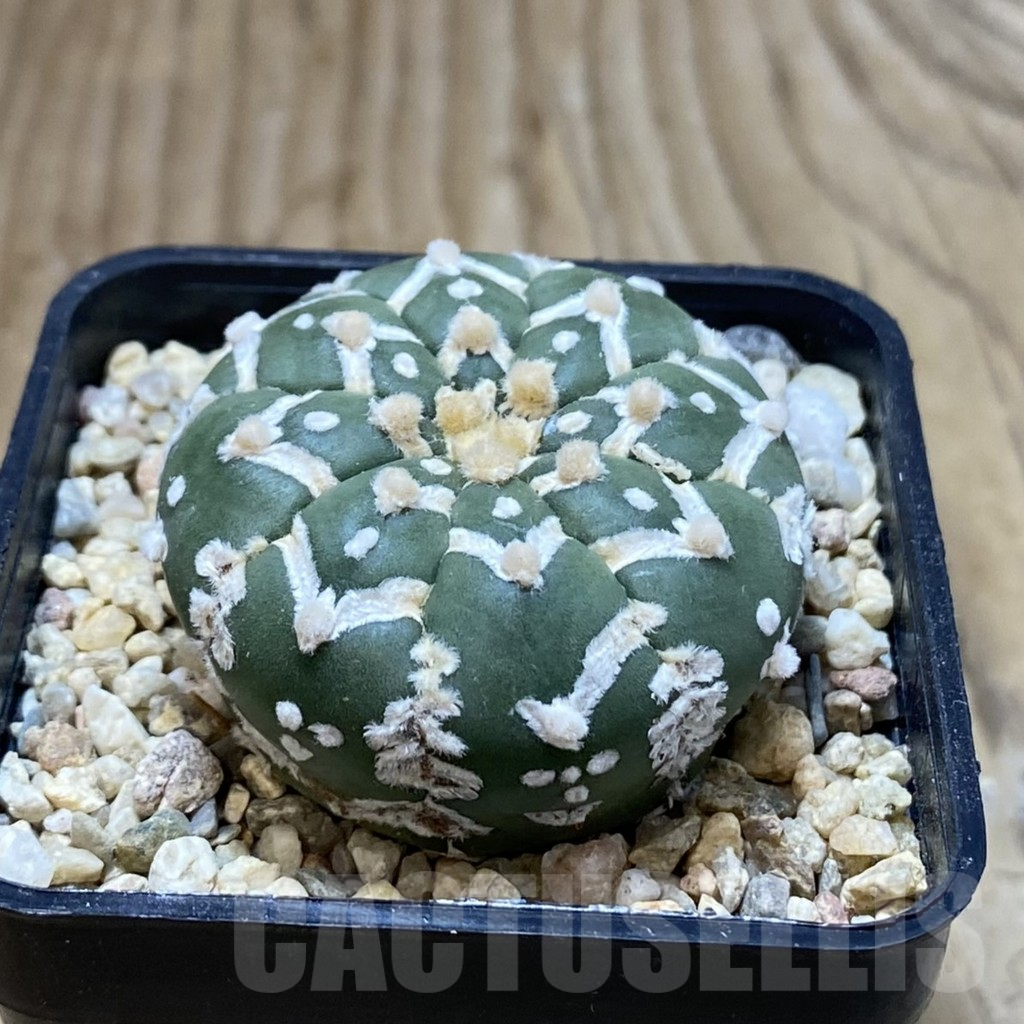 SH3573 Astrophytum asterias ‘Super Kabuto’ V-type f. nudum - Image 2