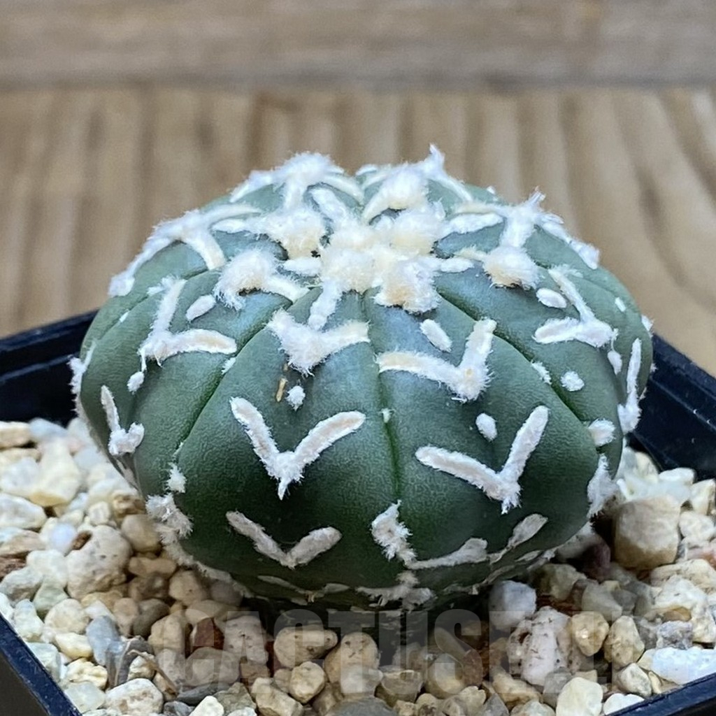 SH3572 Astrophytum asterias ‘Super Kabuto’ V-type f. nudum - Image 2