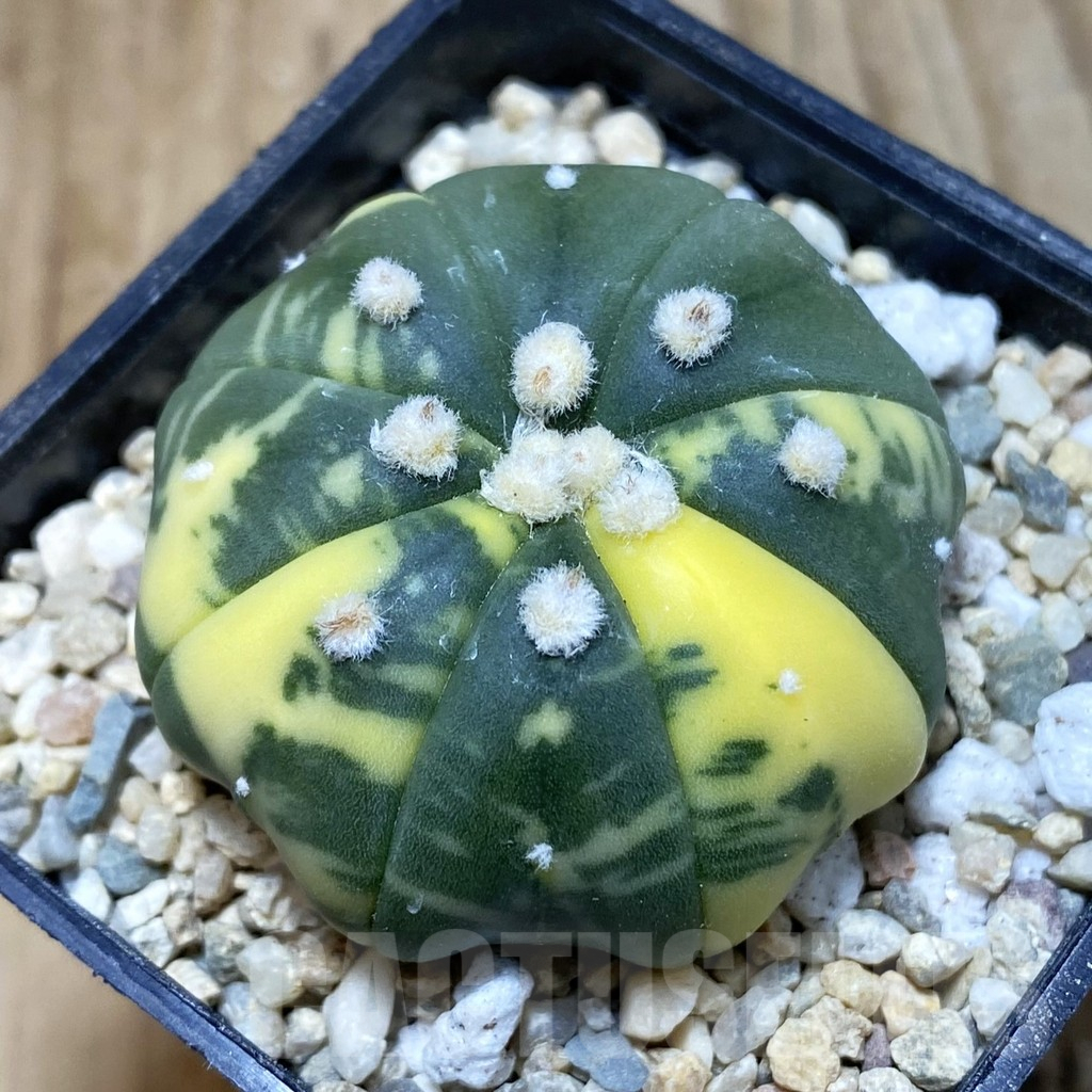 SH3575 Astrophytum asterias f. variegata ‘Star Shape’