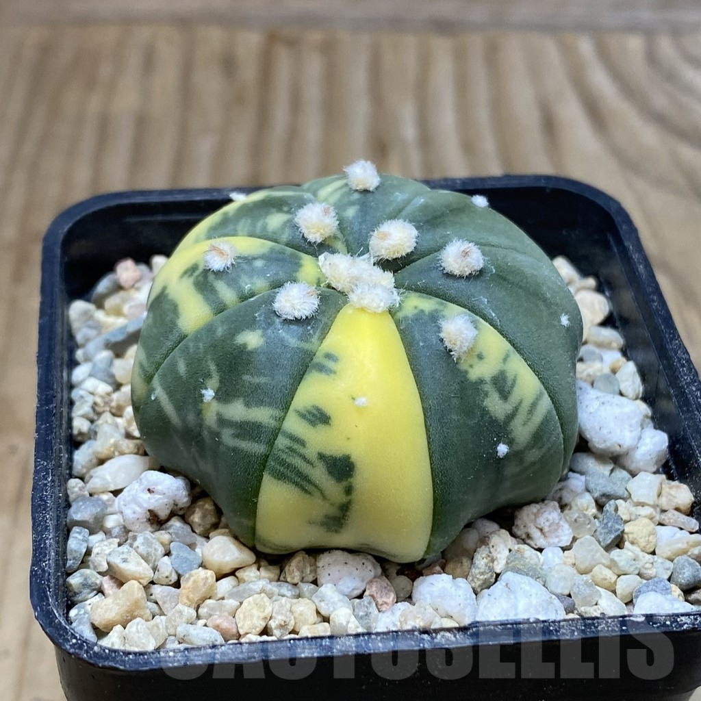 SH3575 Astrophytum asterias f. variegata ‘Star Shape’ - Image 2