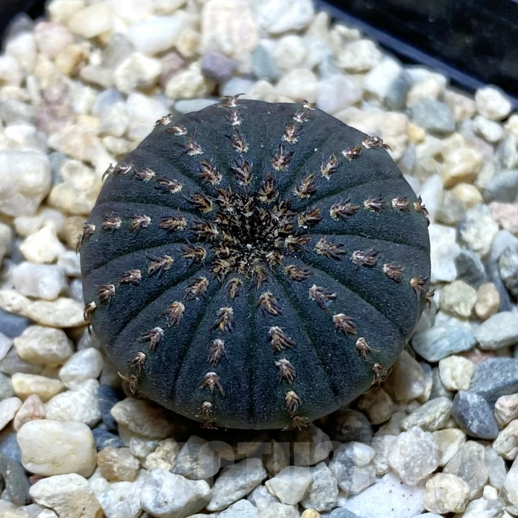 SH3518 Frailea asterioides