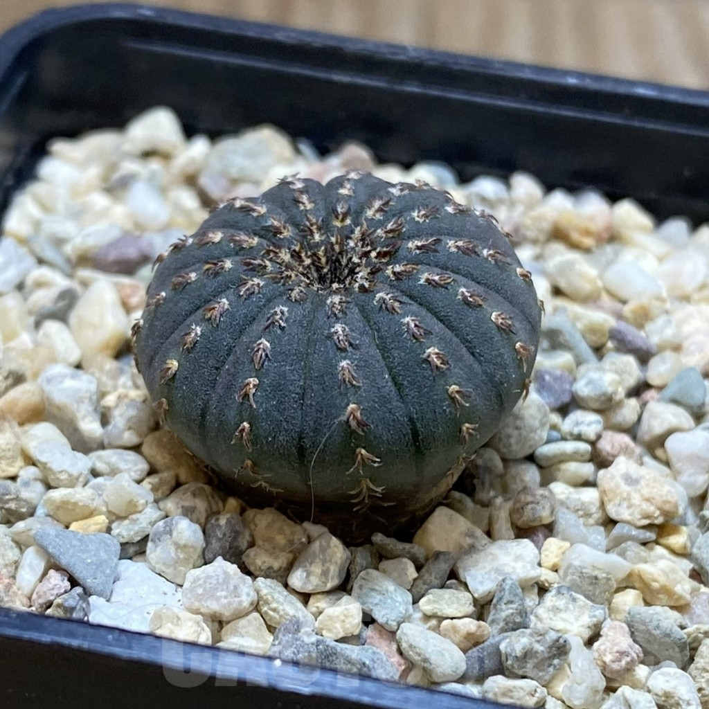 SH3518 Frailea asterioides - Image 2