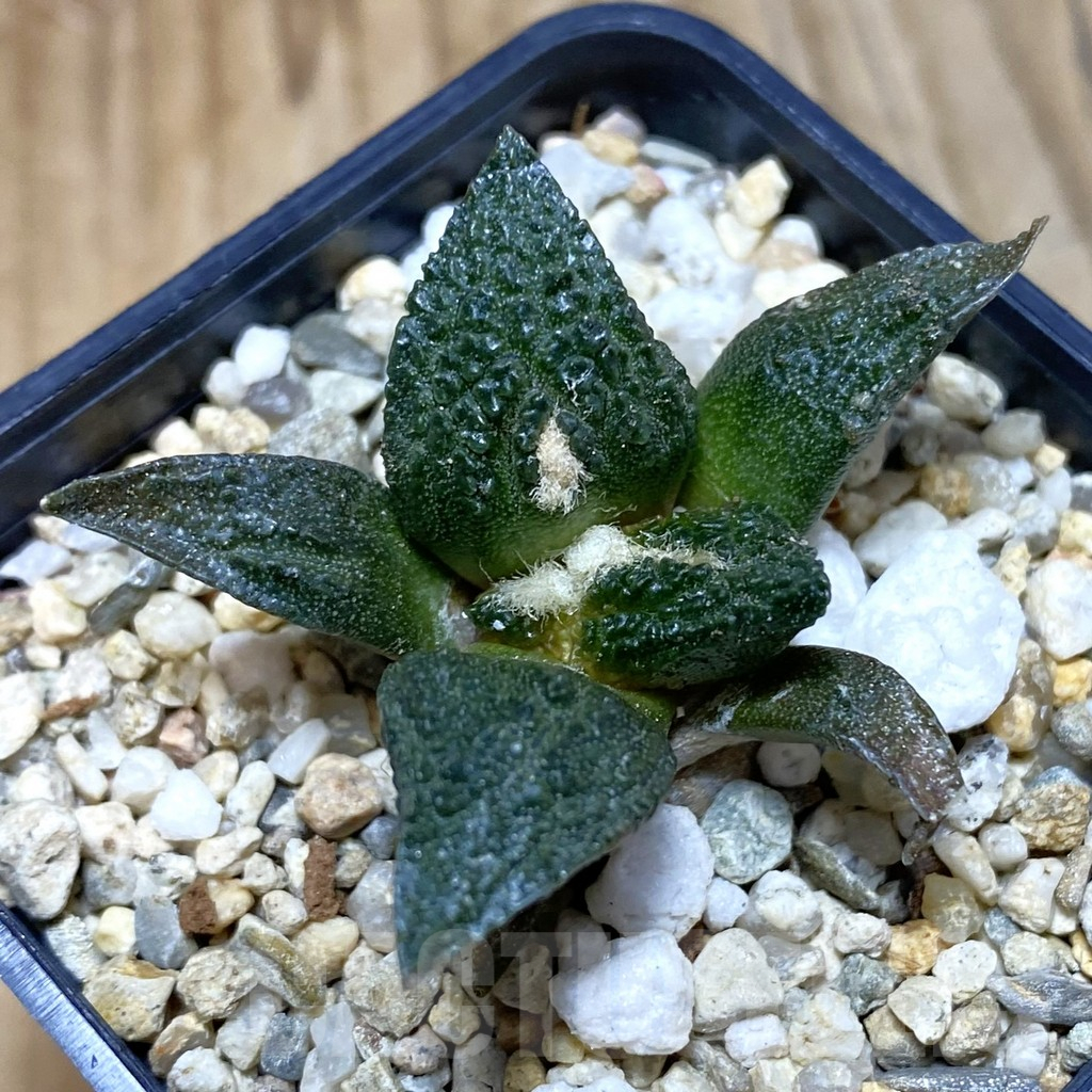 SH3520 Ariocarpus fissuratus ‘Godzilla’ hybrid, seedling