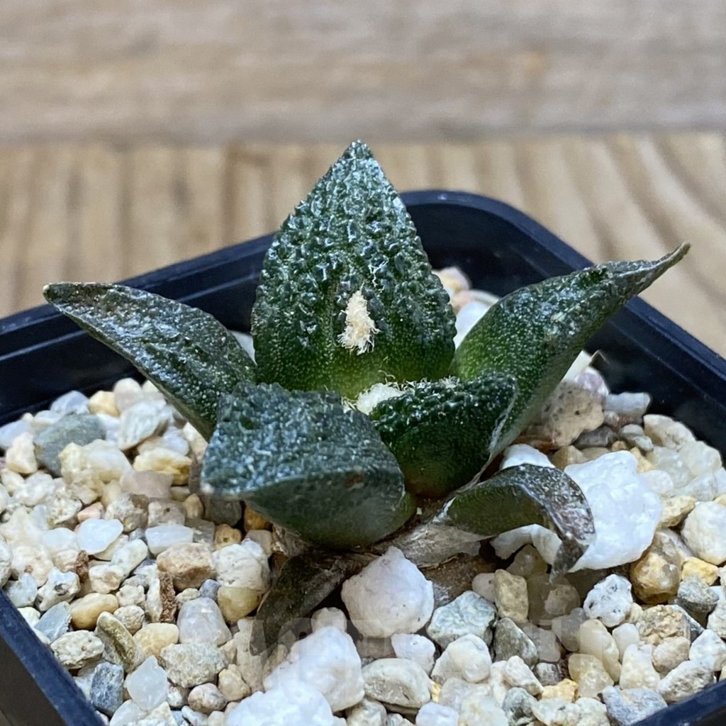 SH3520 Ariocarpus fissuratus ‘Godzilla’ hybrid, seedling - Image 2