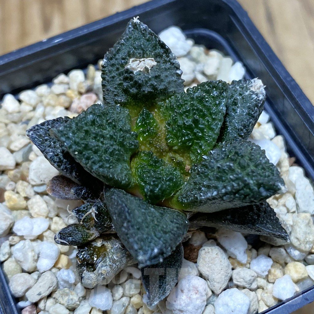SH3521 Ariocarpus fissuratus ‘Godzilla’ hybrid, seedling