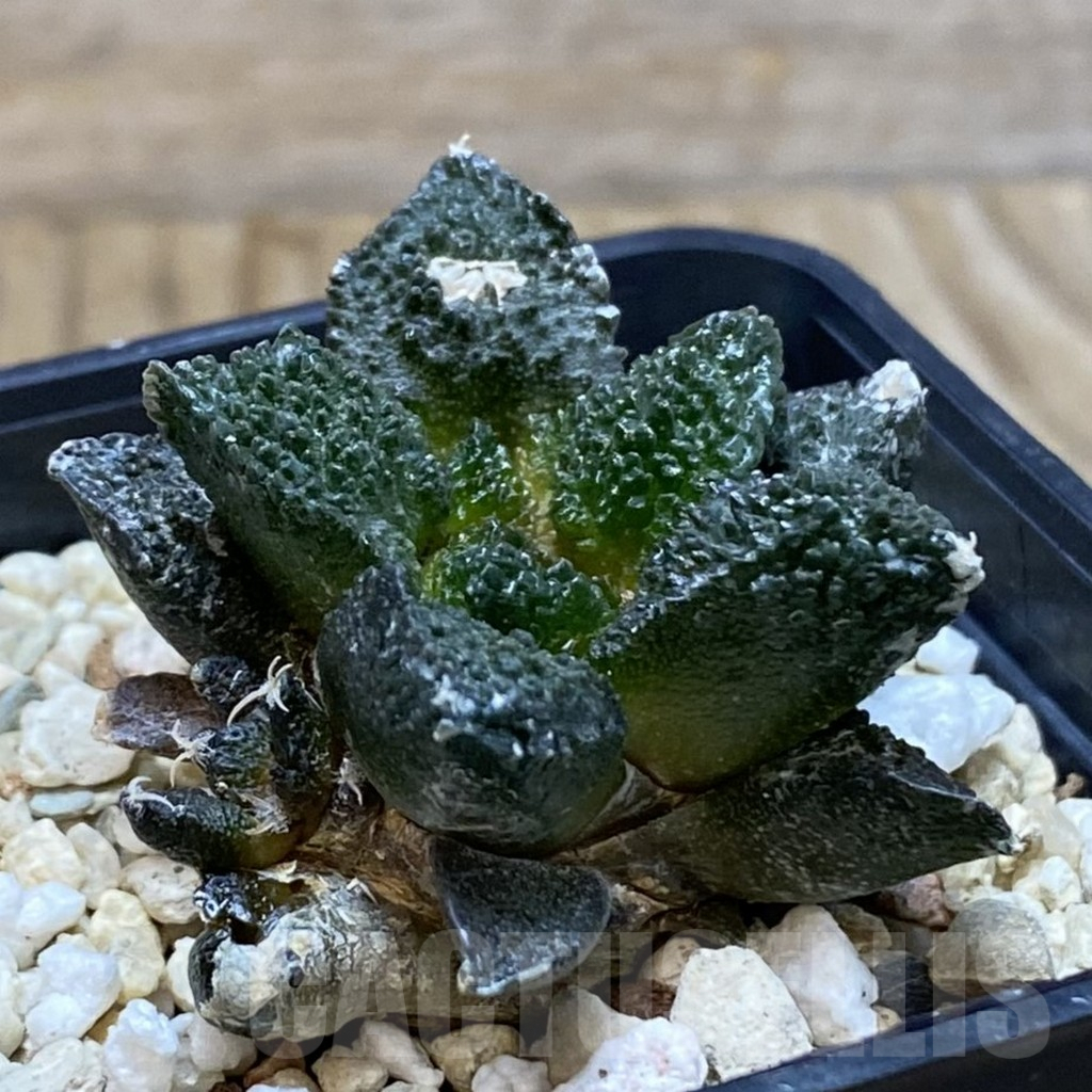 SH3521 Ariocarpus fissuratus ‘Godzilla’ hybrid, seedling - Image 2