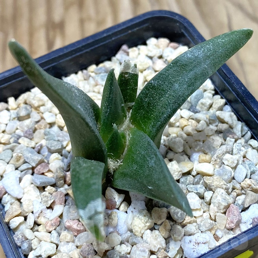 SH3524 Ariocarpus retusus, seedling