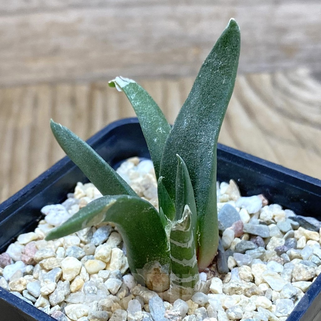 SH3524 Ariocarpus retusus, seedling - Image 2