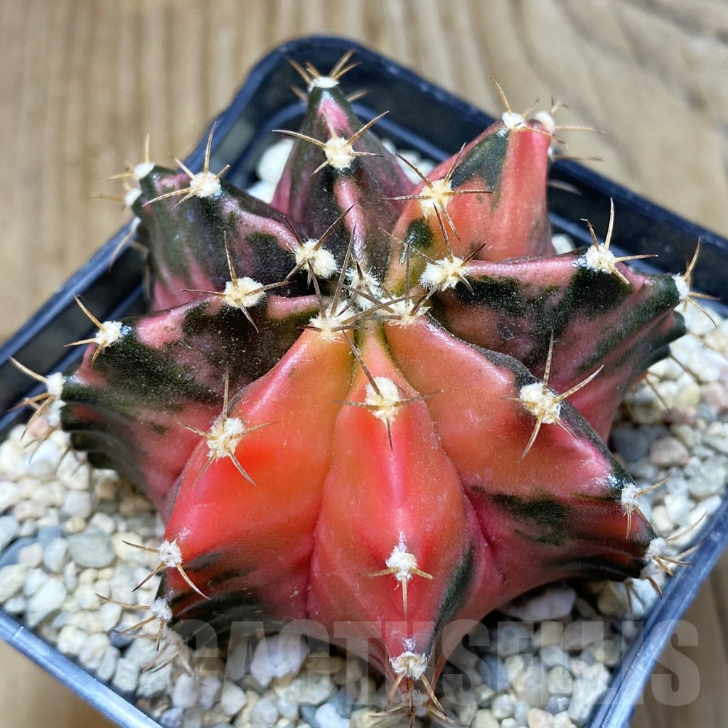 SH3528 Gymnocalycium mihanovichii f. variegata, seedling