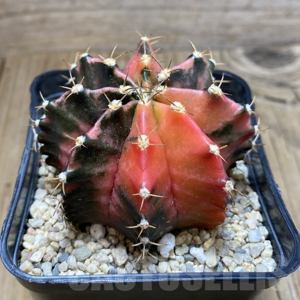 SH3528 Gymnocalycium mihanovichii f. variegata, seedling - Image 2