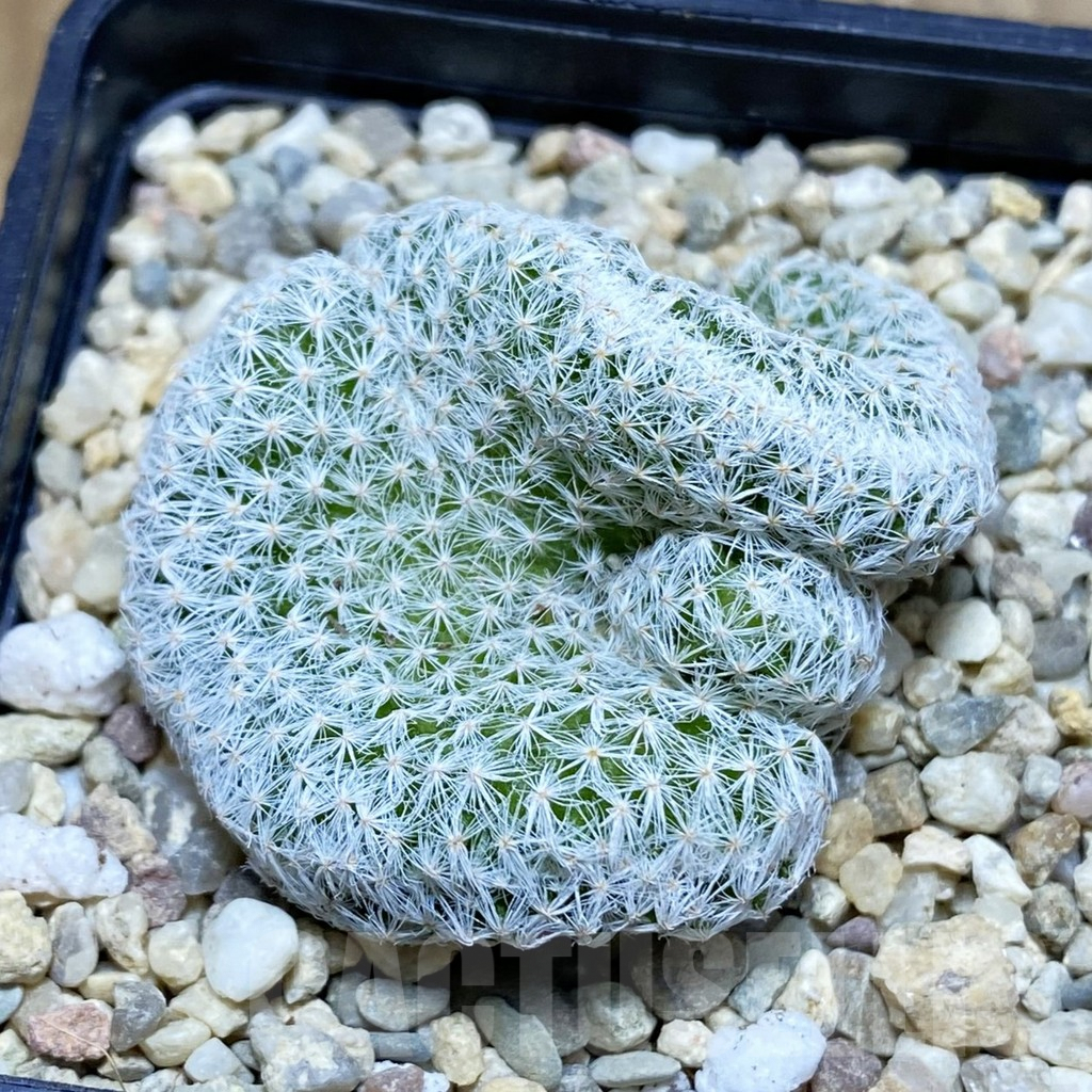 SH3513 Mammillaria humboldtii f. cristata