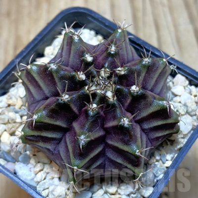 SH3530 Gymnocalycium mihanovichii ‘Black Widow’ x ‘Day Dream’, seedling