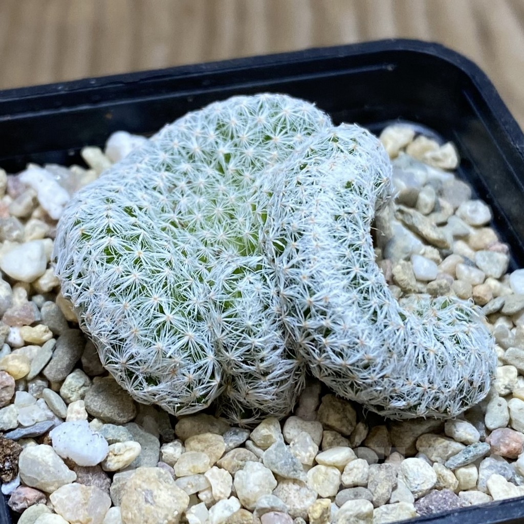 SH3513 Mammillaria humboldtii f. cristata - Image 2