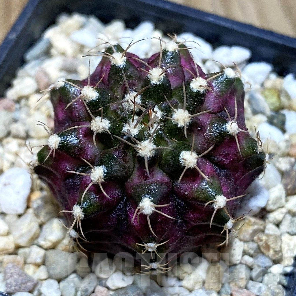 SH3537 Gymnocalycium mihanovichii ‘T-Lux’, seedling