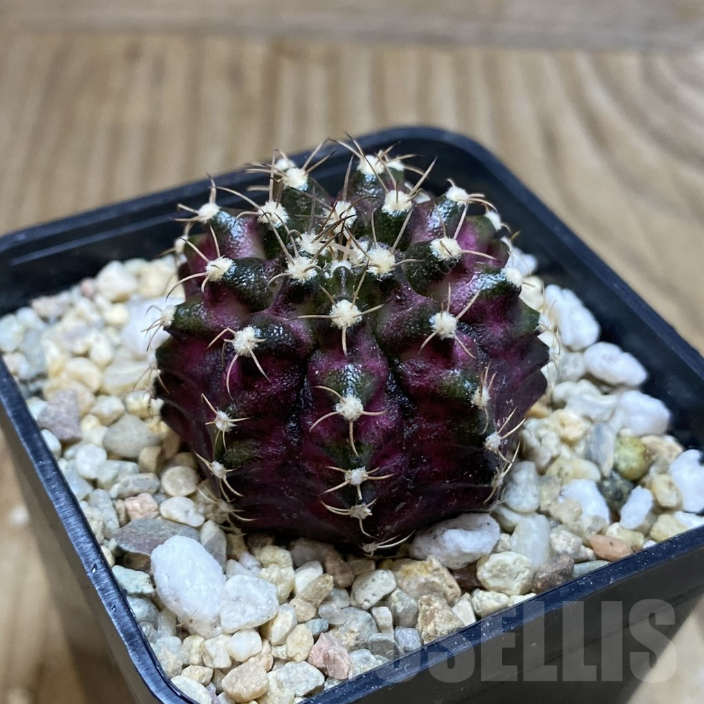 SH3537 Gymnocalycium mihanovichii ‘T-Lux’, seedling - Image 2