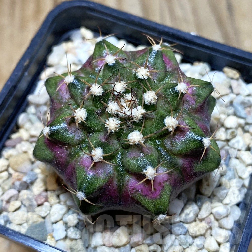 SH3538 Gymnocalycium mihanovichii ‘T-Lux’, seedling