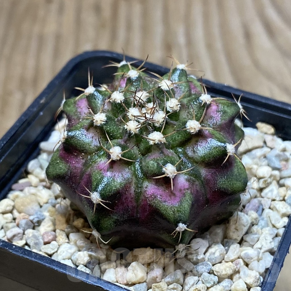 SH3538 Gymnocalycium mihanovichii ‘T-Lux’, seedling - Image 2