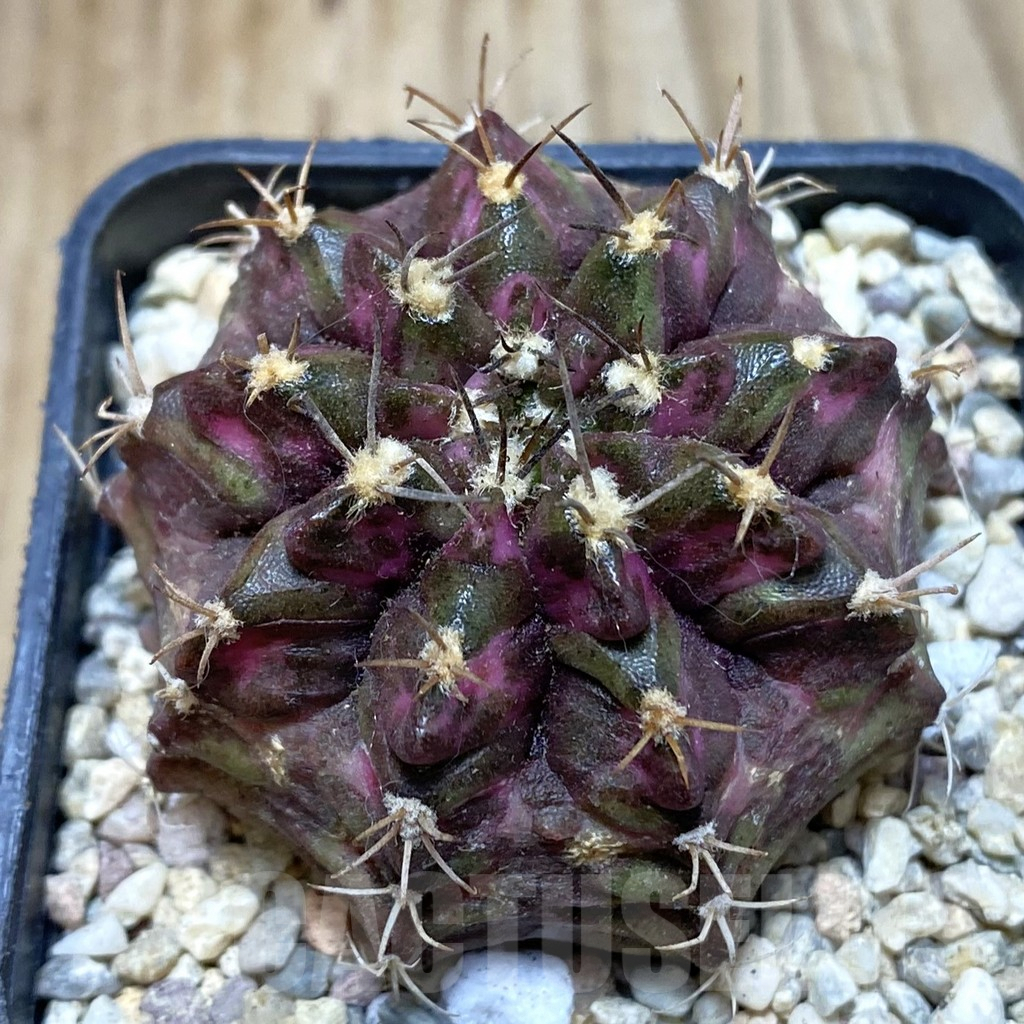 SH3539 Gymnocalycium mihanovichii ‘T-Lux’, seedling