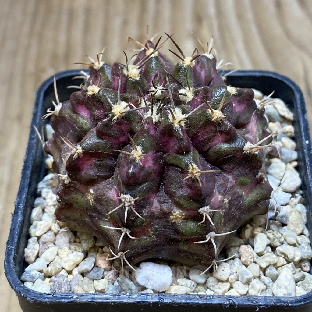 SH3539 Gymnocalycium mihanovichii ‘T-Lux’, seedling - Image 2